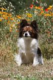 EPAGNEUL PAPILLON 096